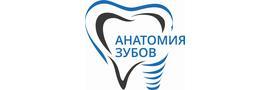 Анатомия зубов